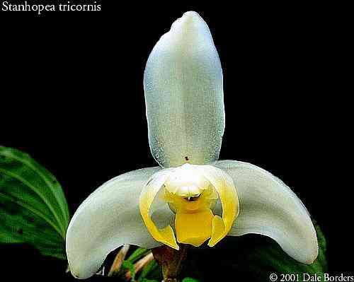 Stanhopea tricornis